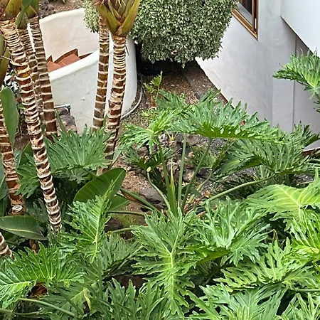 Ξενοδοχείο με διαμερίσματα Studio 2 Personnes Tenerife Sud